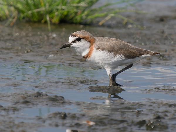 <h3><a href="/trips/tanzania/biota/animalia/chordata/aves/024 charadriiformes/009 charadriidae/charadrius pallidus/charadrius pallidus-nl.html">Charadrius&nbsp;pallidus</a> / Chestnut‑banded&nbsp;plover / Kaapse&nbsp;plevier</h3>OM-1 Mark II met OLYMPUS M.150-400mm F4.5 TC, 1/2000 sec  bij F5.6, ISO 400, afstand 15.7&nbsp;m